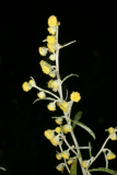 Artemisia absinthium 'Lambrook Silver' RCP7-07 069.jpg